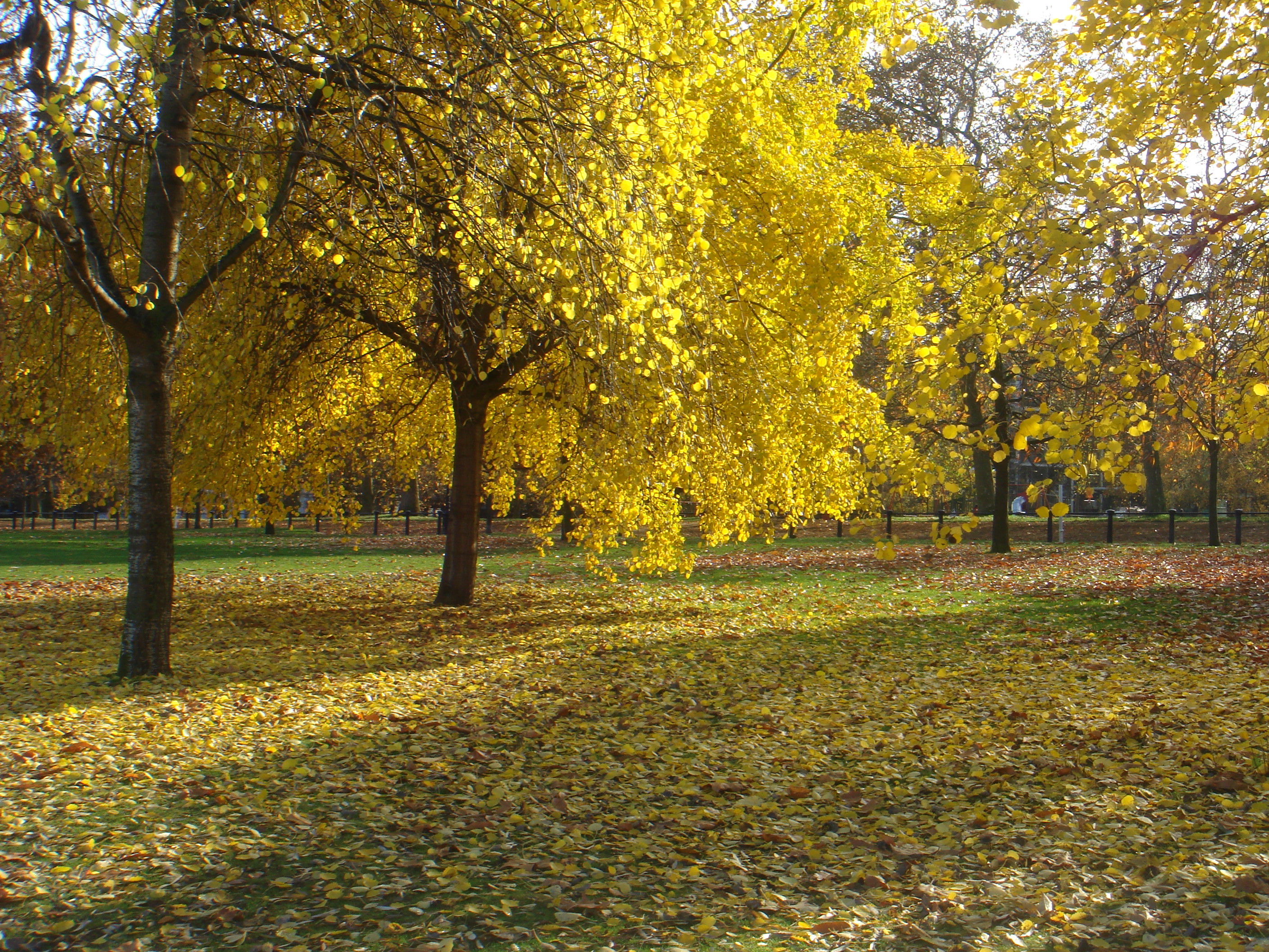 Autumn in London by Shuli Sapir-Nevo Photo and Motto - Illustrated by Shulamit Sapir-Nevo - Ourboox.com