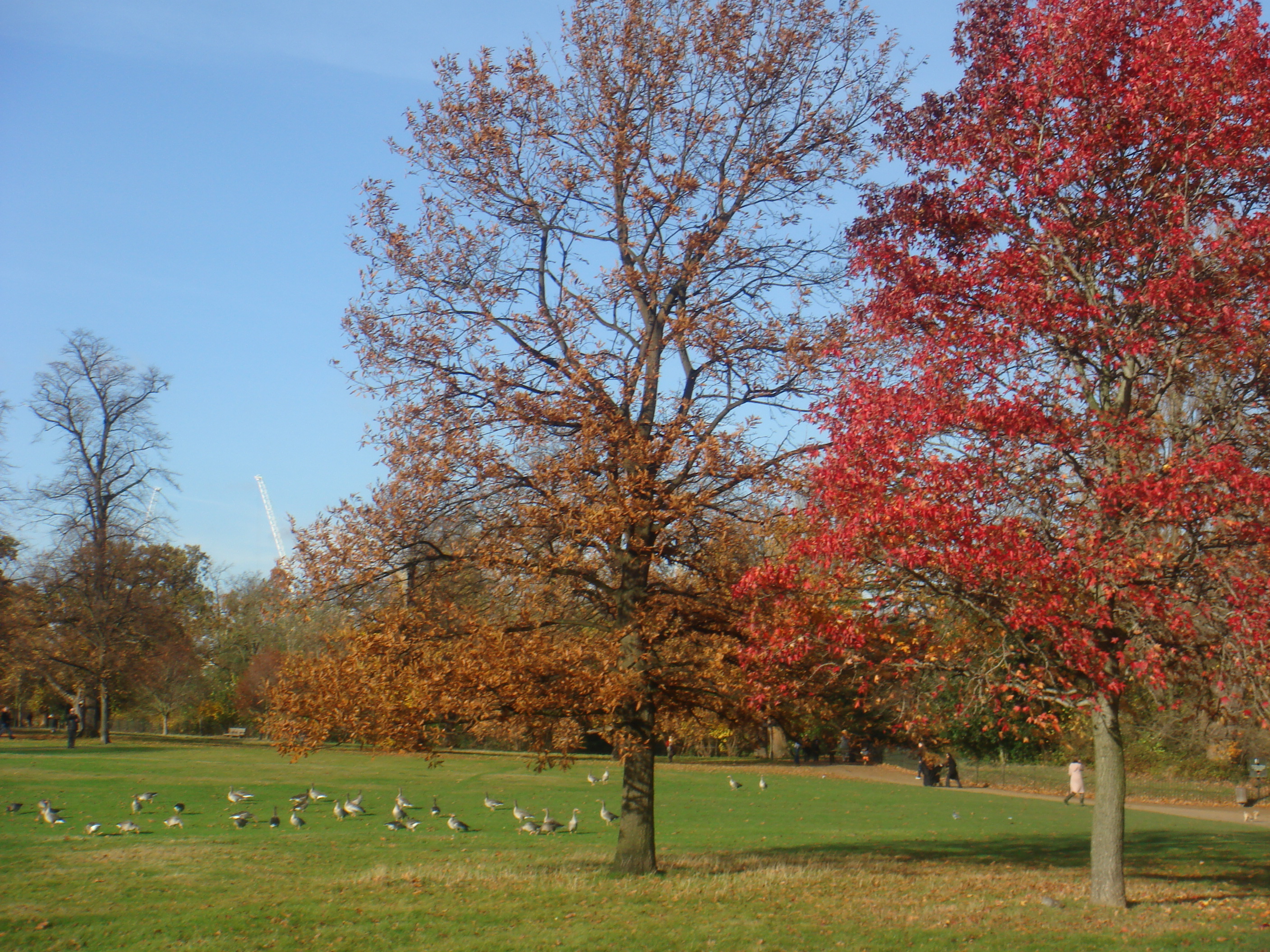 Autumn in London by Shuli Sapir-Nevo Photo and Motto - Illustrated by Shulamit Sapir-Nevo - Ourboox.com
