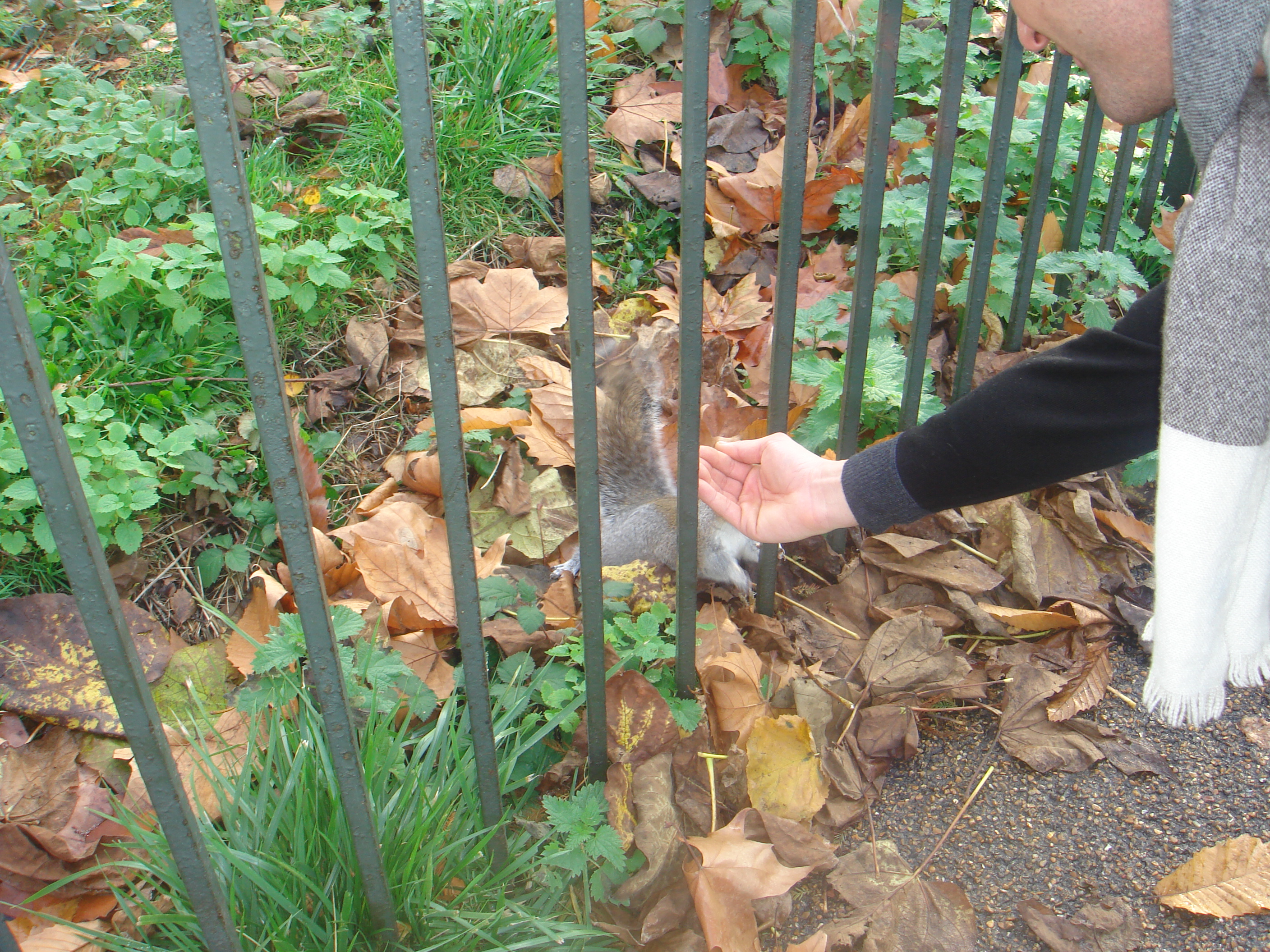 Autumn in London by Shuli Sapir-Nevo Photo and Motto - Illustrated by Shulamit Sapir-Nevo - Ourboox.com