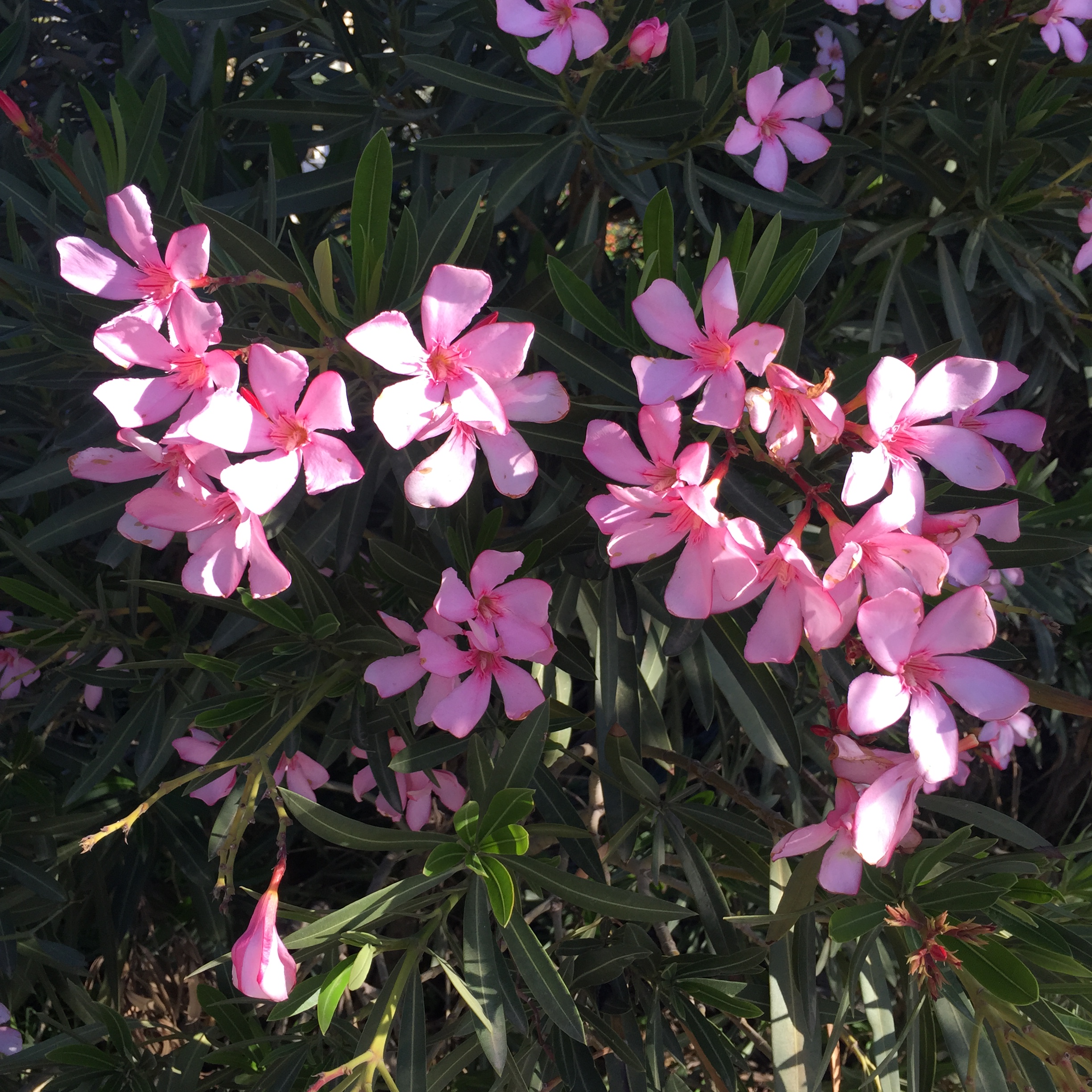 Mel’s 10 Tips: Ten Things I Believe by Mel Rosenberg - מל רוזנברג - Ourboox.com
