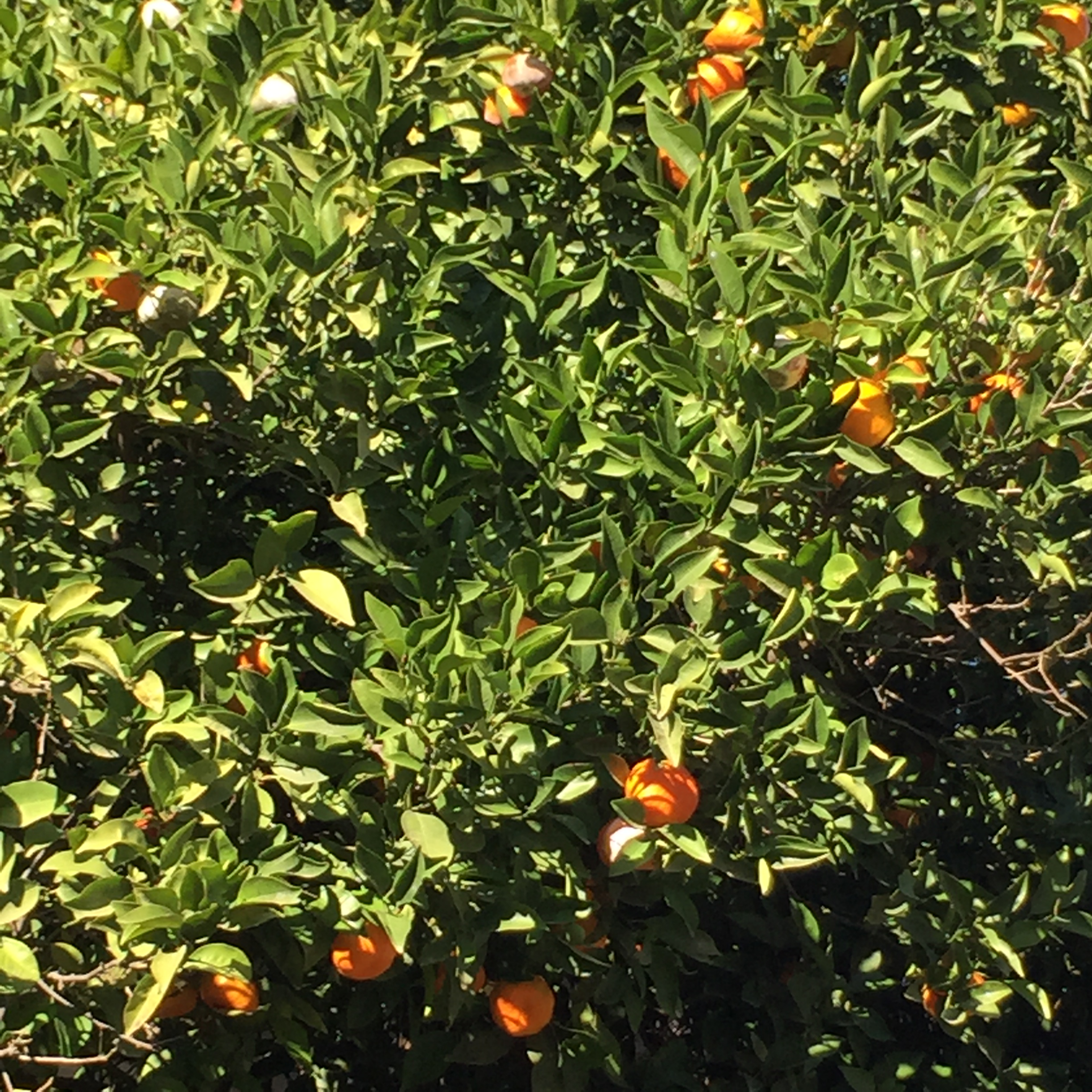 Mel’s 10 Tips: Ten Things I Believe by Mel Rosenberg - מל רוזנברג - Ourboox.com
