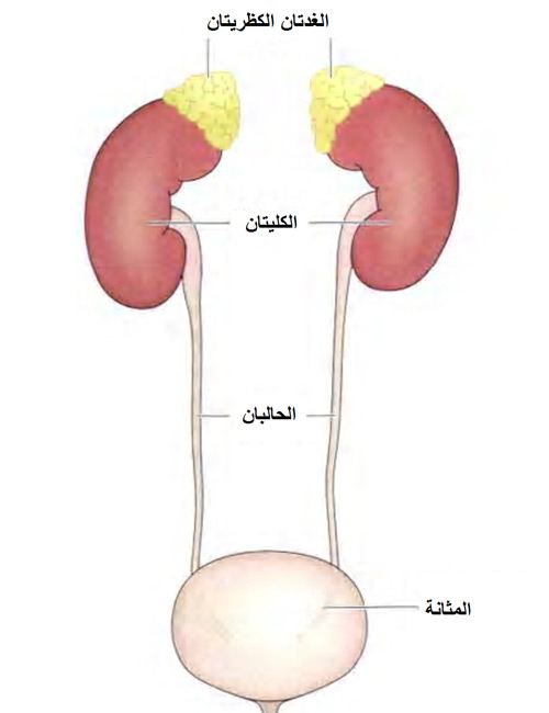 التكنلوجيا by shaimaa shbib - Illustrated by shaimaa shbib - Ourboox.com