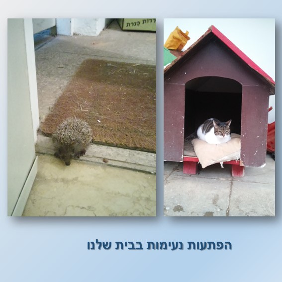 יומן משפחתי לדוגמא by ofra moran - Illustrated by עפרה מורן בעמ מקום יצירתי - Ourboox.com