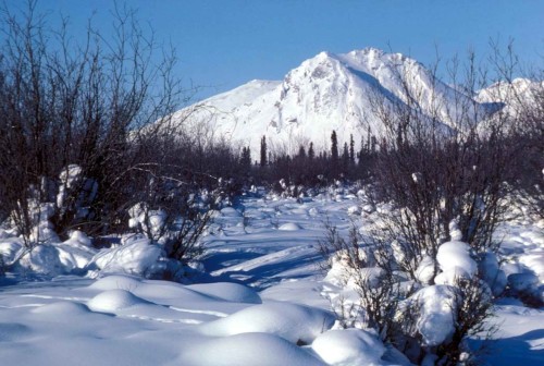 tundra ecosystem