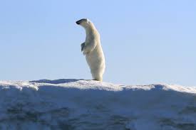a harsh cold and windy climate the arctic tundra ecosystem ourboox tundra ecosystem