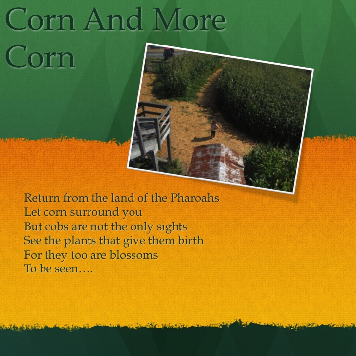 Galey’s Farm by Stephen Pohlmann - Illustrated by Stephen Pohlmann - Ourboox.com