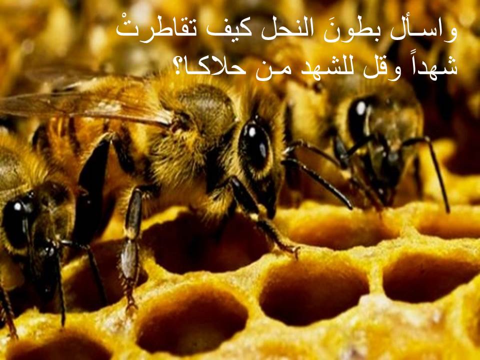Om-Mariem Abdo by naa - Illustrated by facbook - Ourboox.com