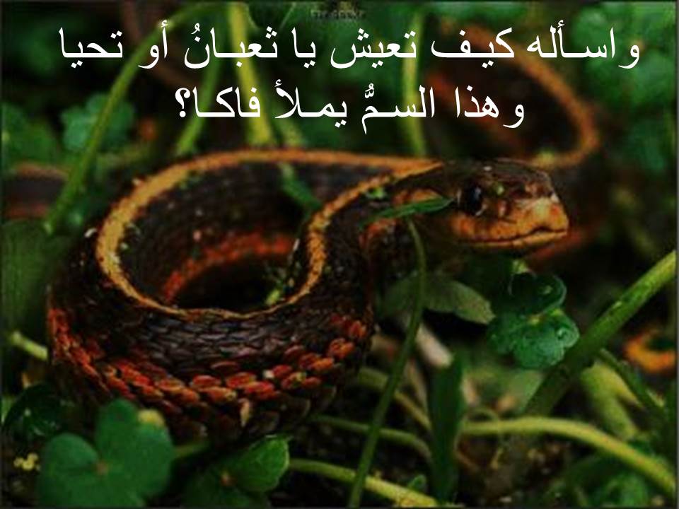 Om-Mariem Abdo by naa - Illustrated by facbook - Ourboox.com