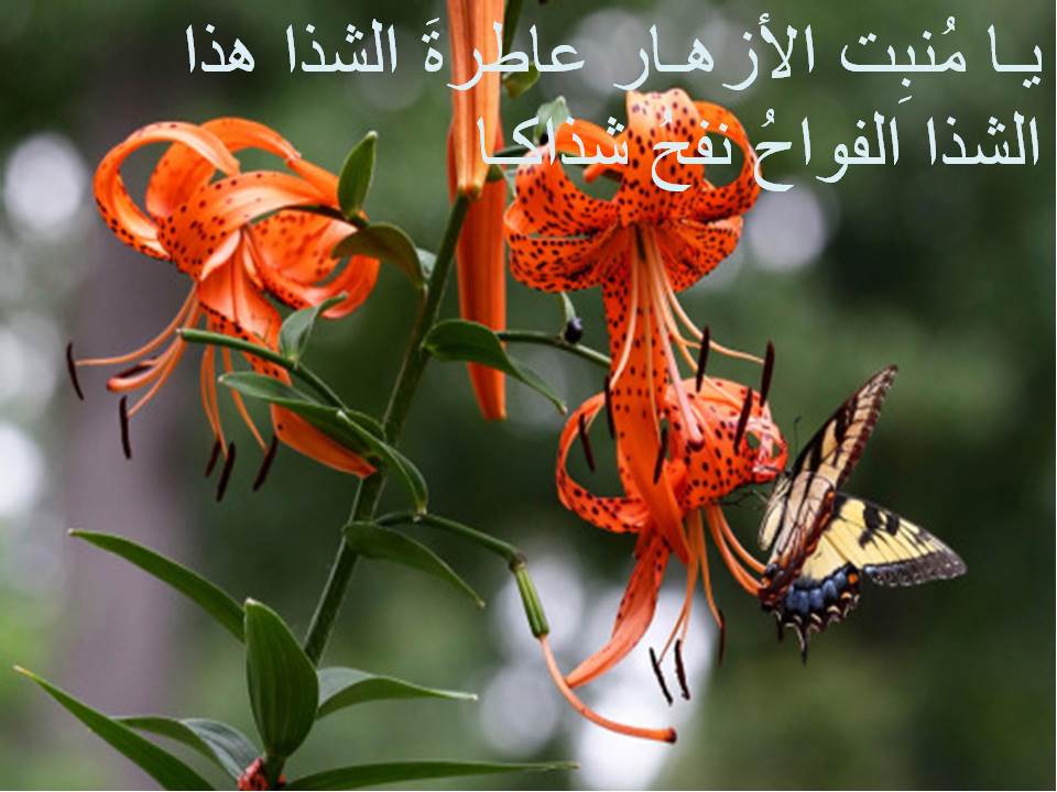 Om-Mariem Abdo by naa - Illustrated by facbook - Ourboox.com