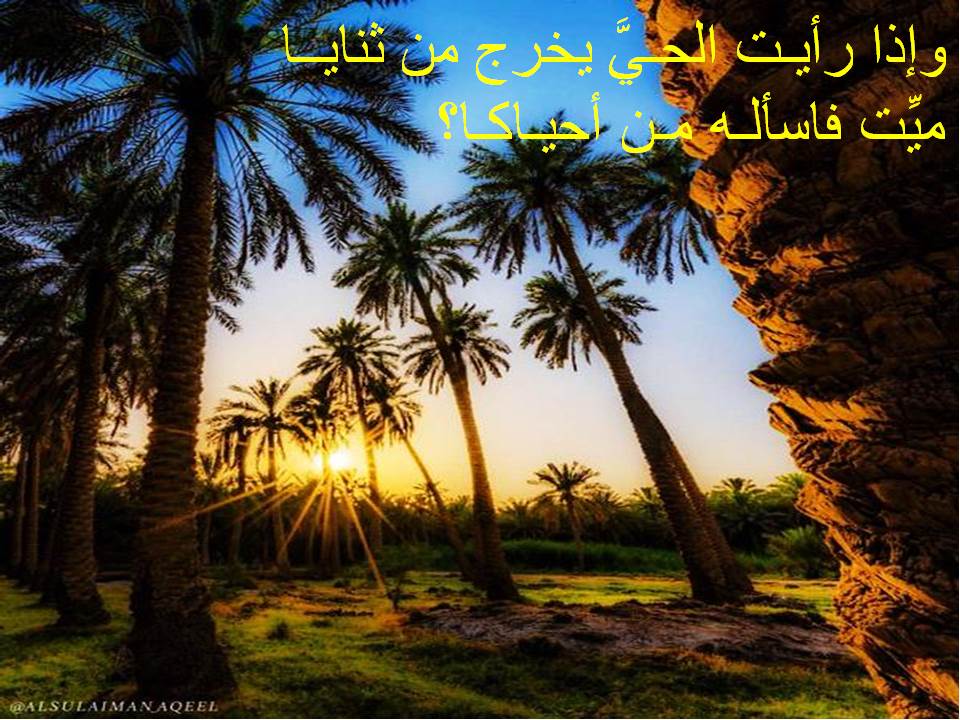 Om-Mariem Abdo by naa - Illustrated by facbook - Ourboox.com