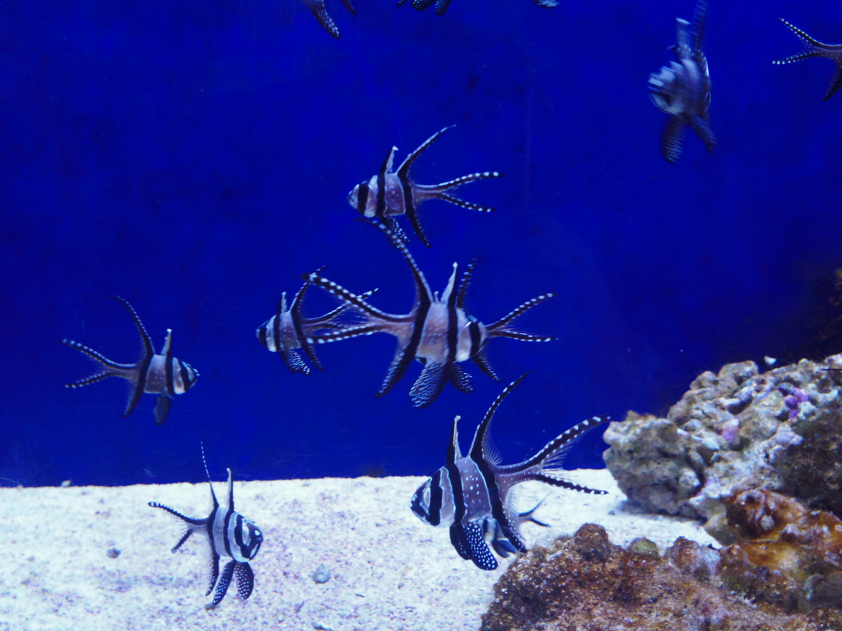 Animals and Insects by Gail Prasad - Ourboox.com