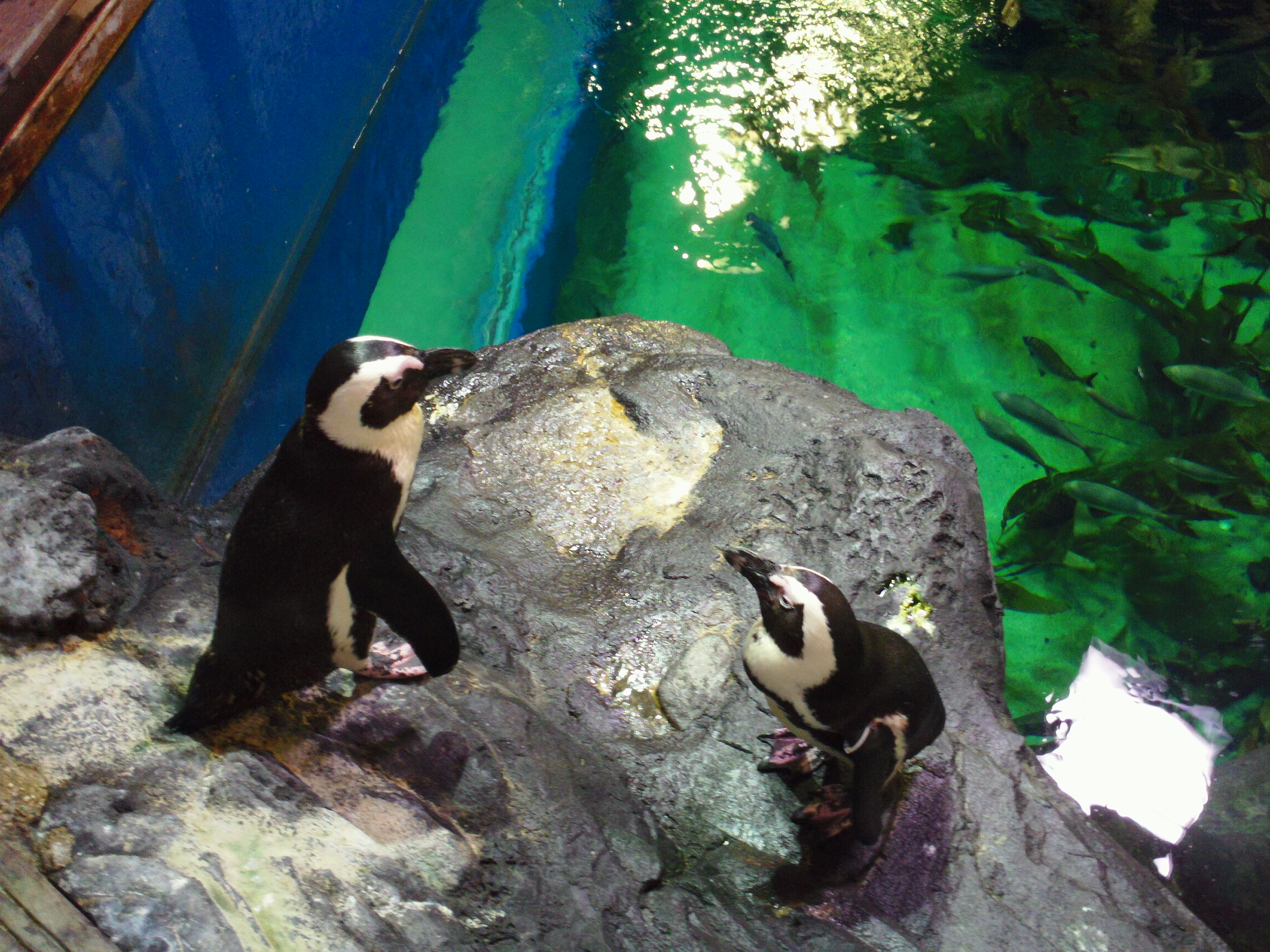 Animals and Insects by Gail Prasad - Ourboox.com