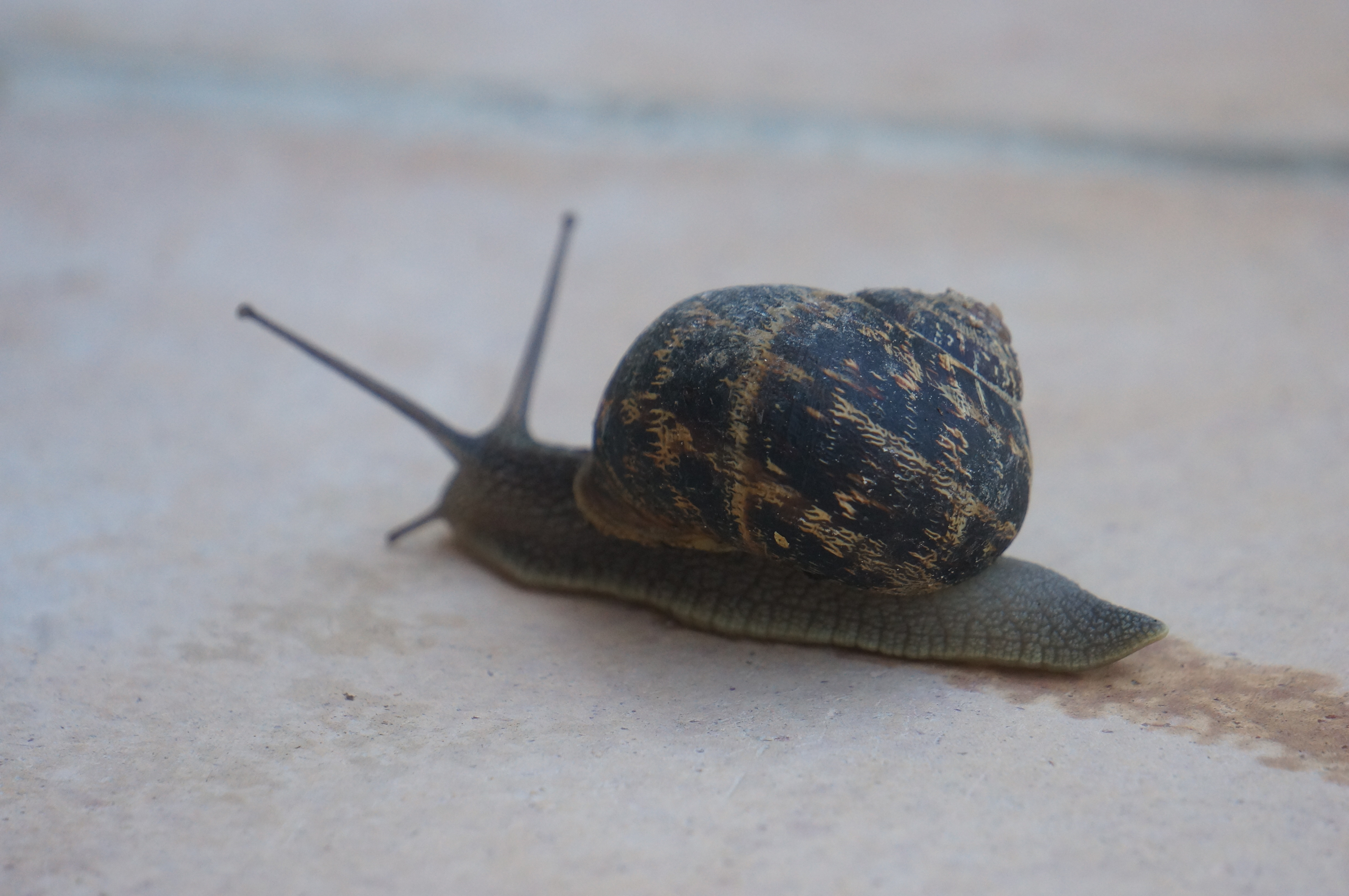 Animals and Insects by Gail Prasad - Ourboox.com