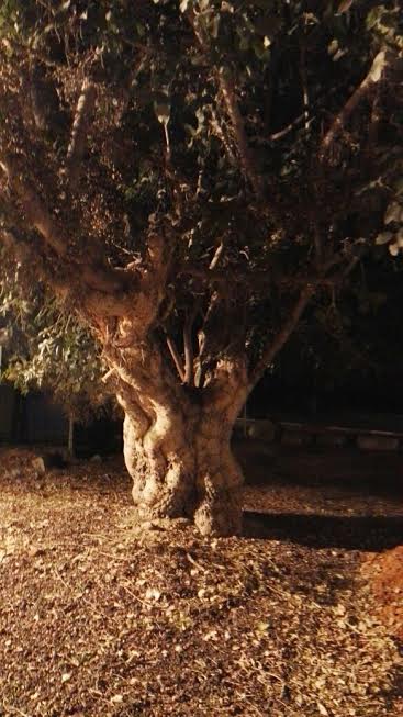 אומר זאת קח – אספוף רהוט בלבן של העינים by Yoged - יגודז