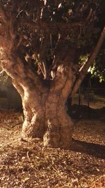 אומר זאת קח – אספוף רהוט בלבן של העינים by Yoged - יגודז