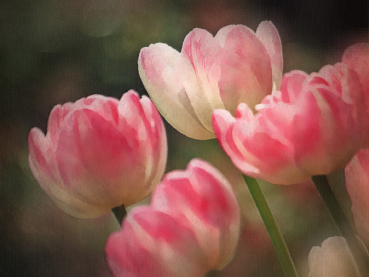 God’s Little Garden by Shay Gammon - Ourboox.com
