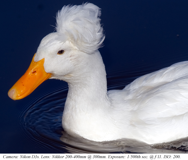 One Legged Duck Ourboox