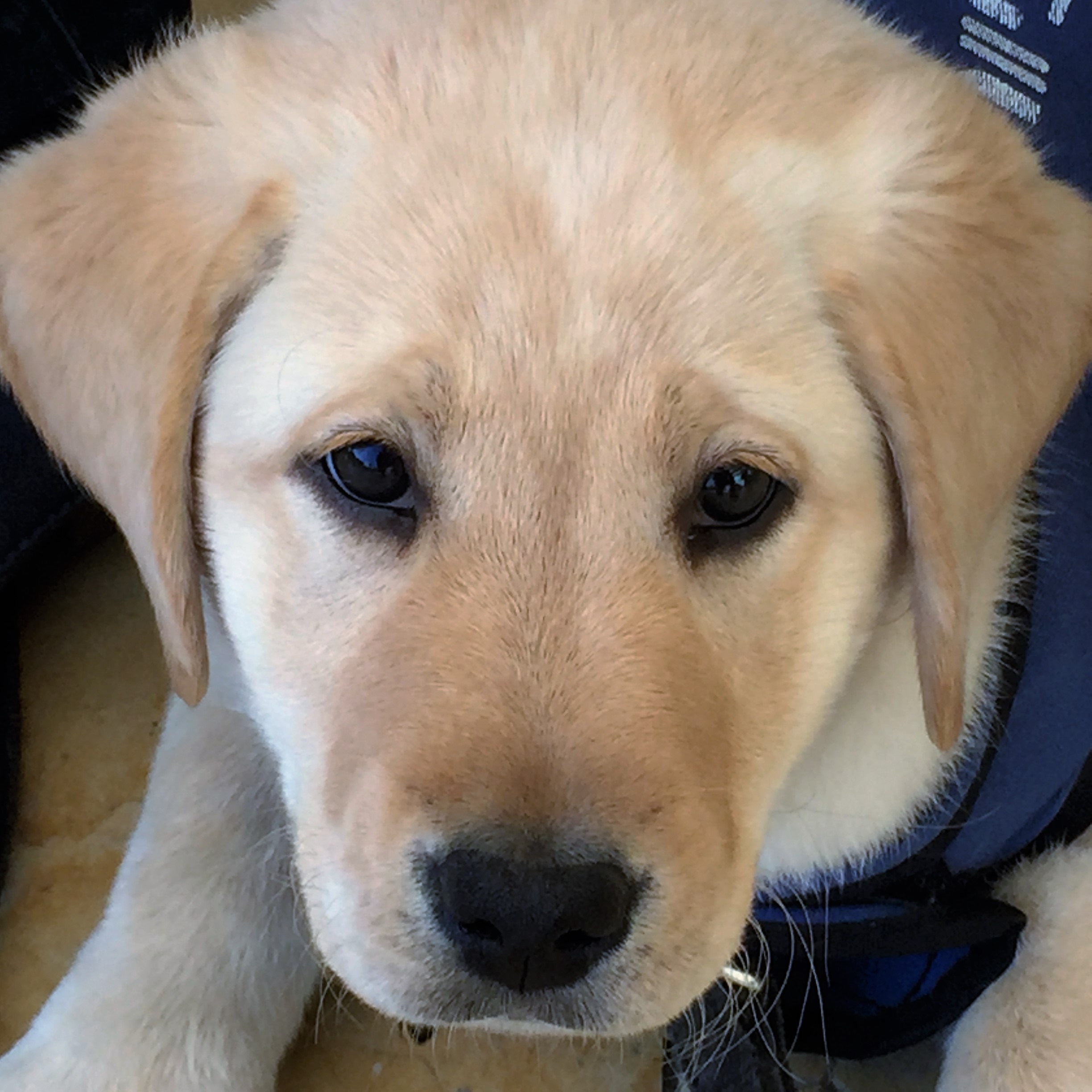 A Dog Named Sue Ourboox