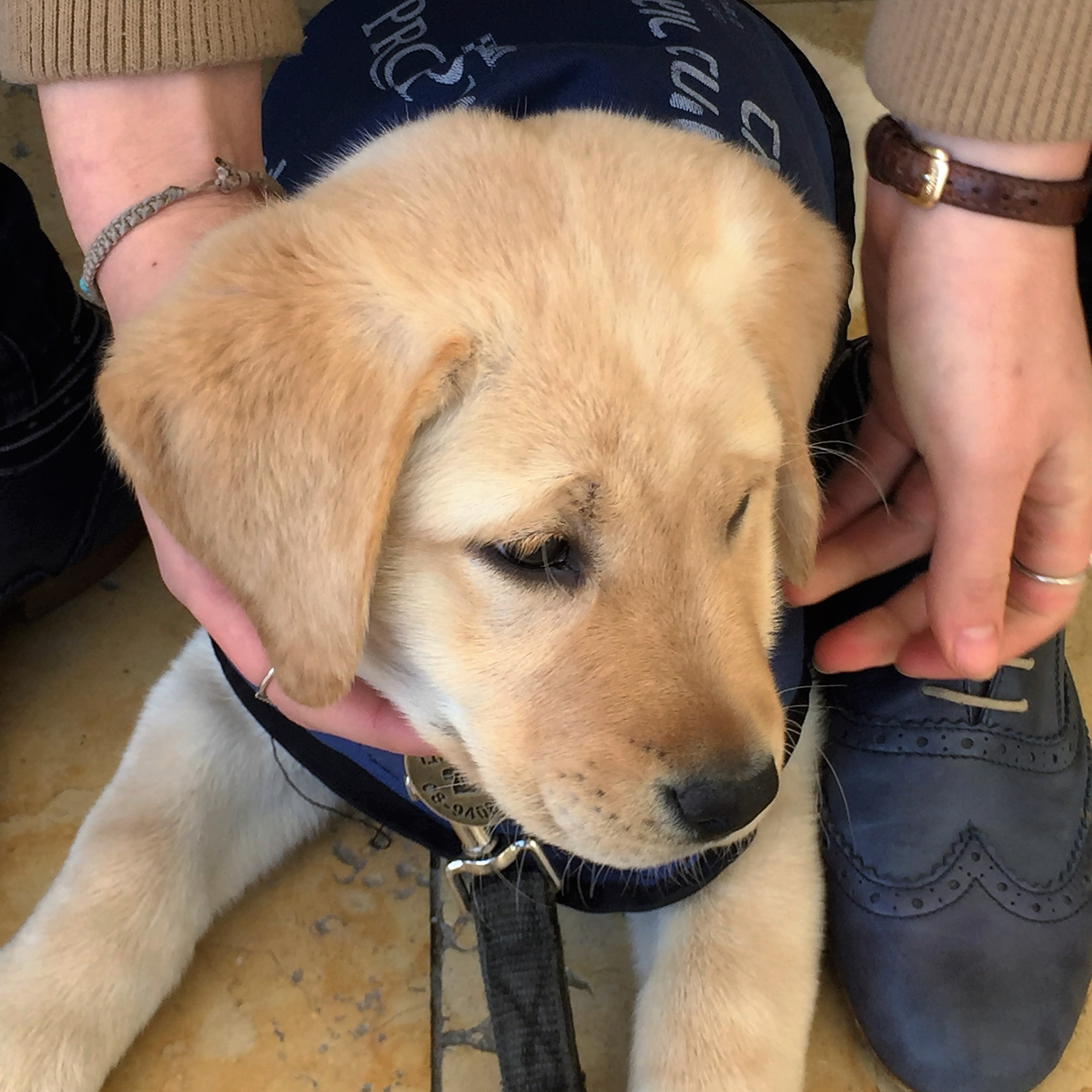 A Dog Named Sue Ourboox