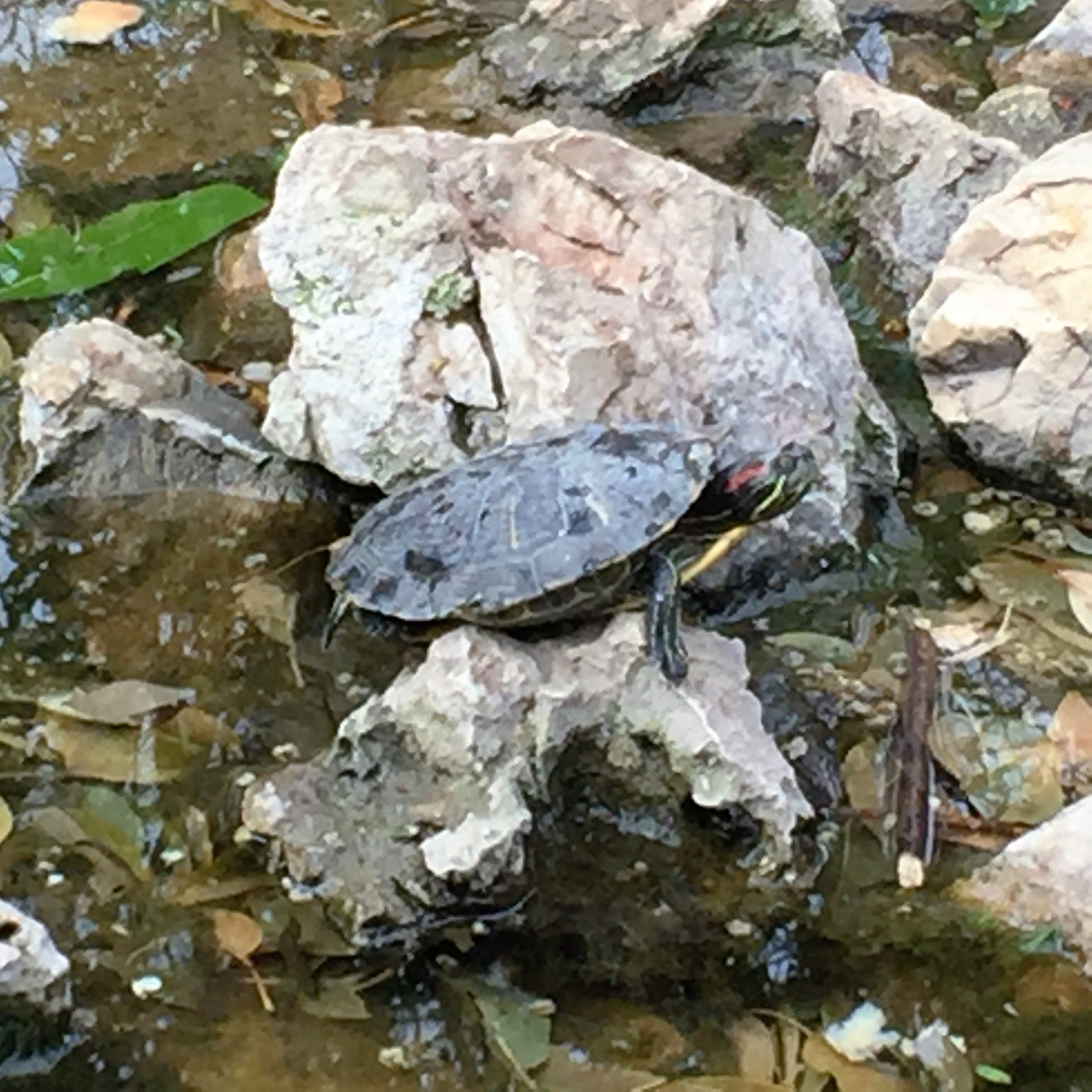 A Turtle’s a Turtle by Mel Rosenberg - מל רוזנברג - Ourboox.com