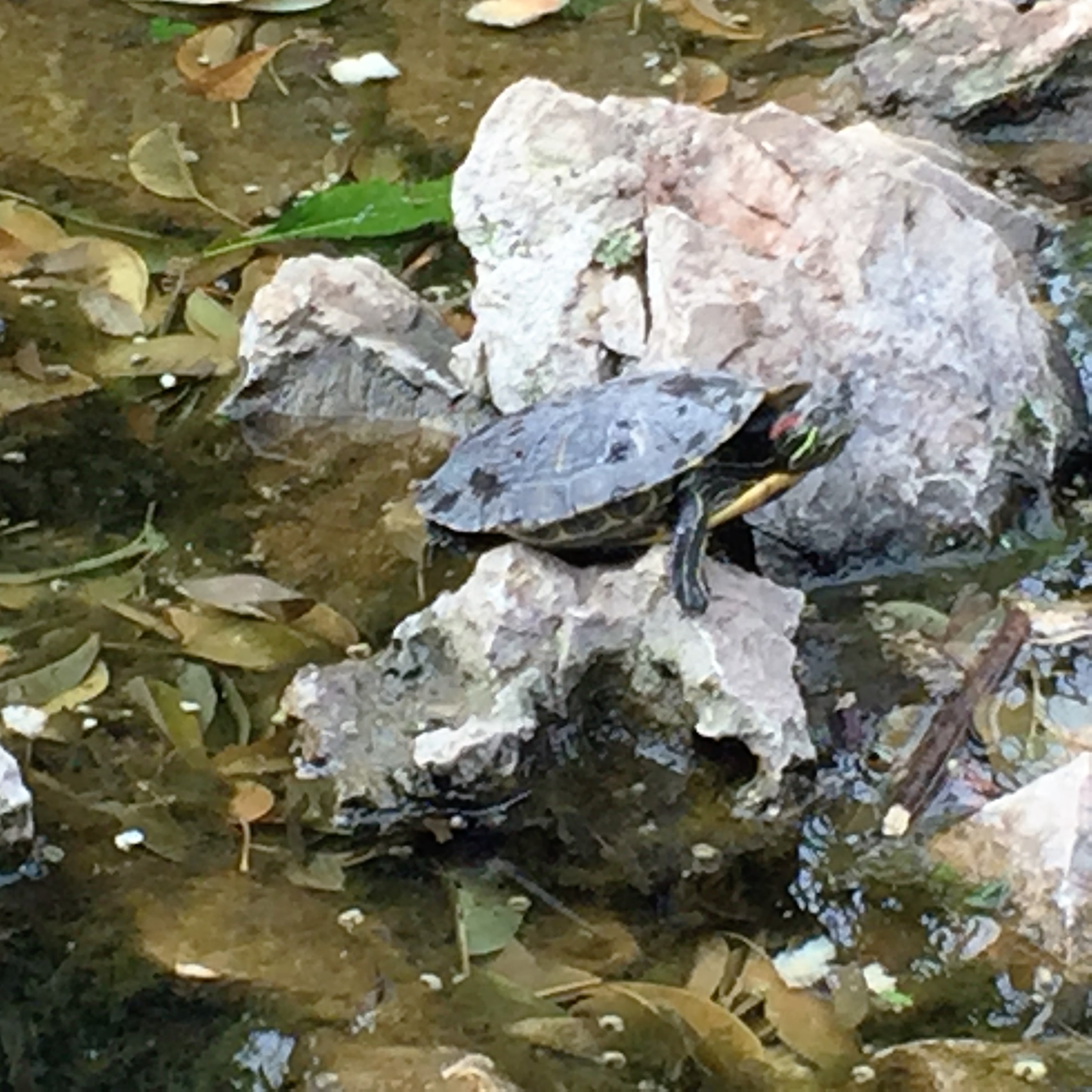 A Turtle’s a Turtle by Mel Rosenberg - מל רוזנברג - Ourboox.com