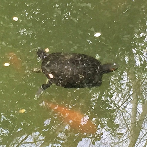 A Turtle’s a Turtle by Mel Rosenberg - מל רוזנברג - Ourboox.com A Turtle’s a Turtle by Mel Rosenberg - מל רוזנברג - Ourboox.com