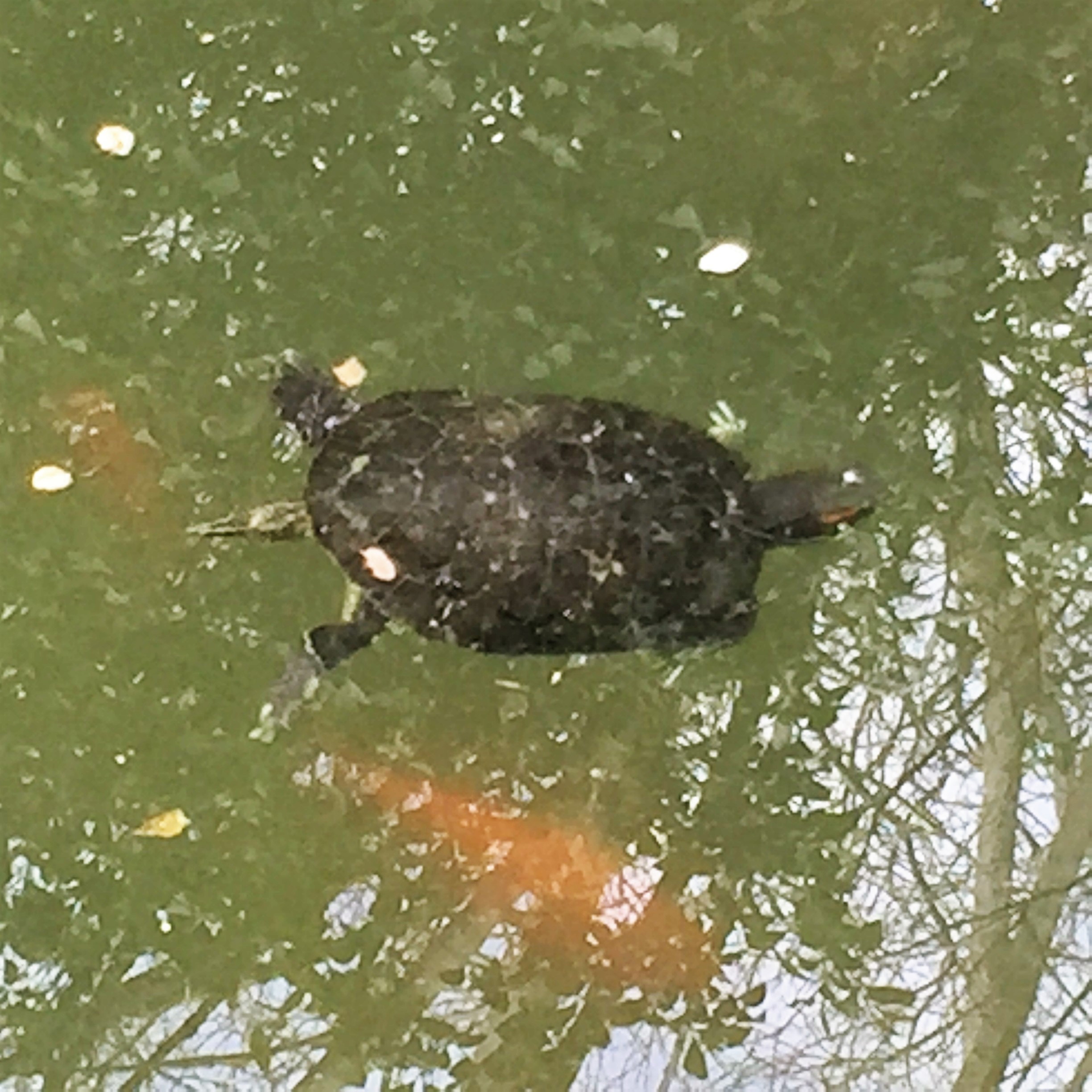 A Turtle’s a Turtle by Mel Rosenberg - מל רוזנברג - Ourboox.com