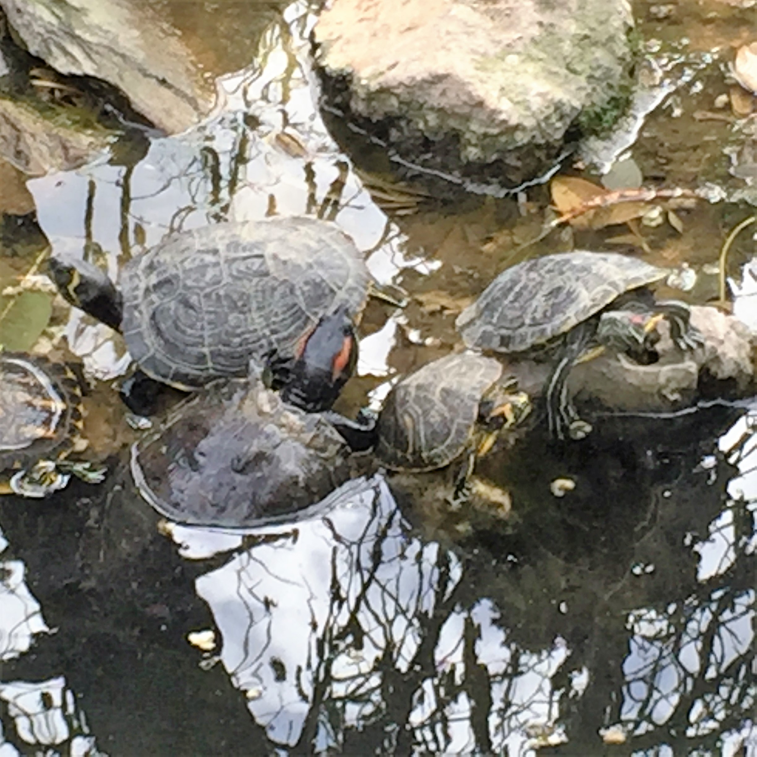 A Turtle’s a Turtle by Mel Rosenberg - מל רוזנברג - Ourboox.com