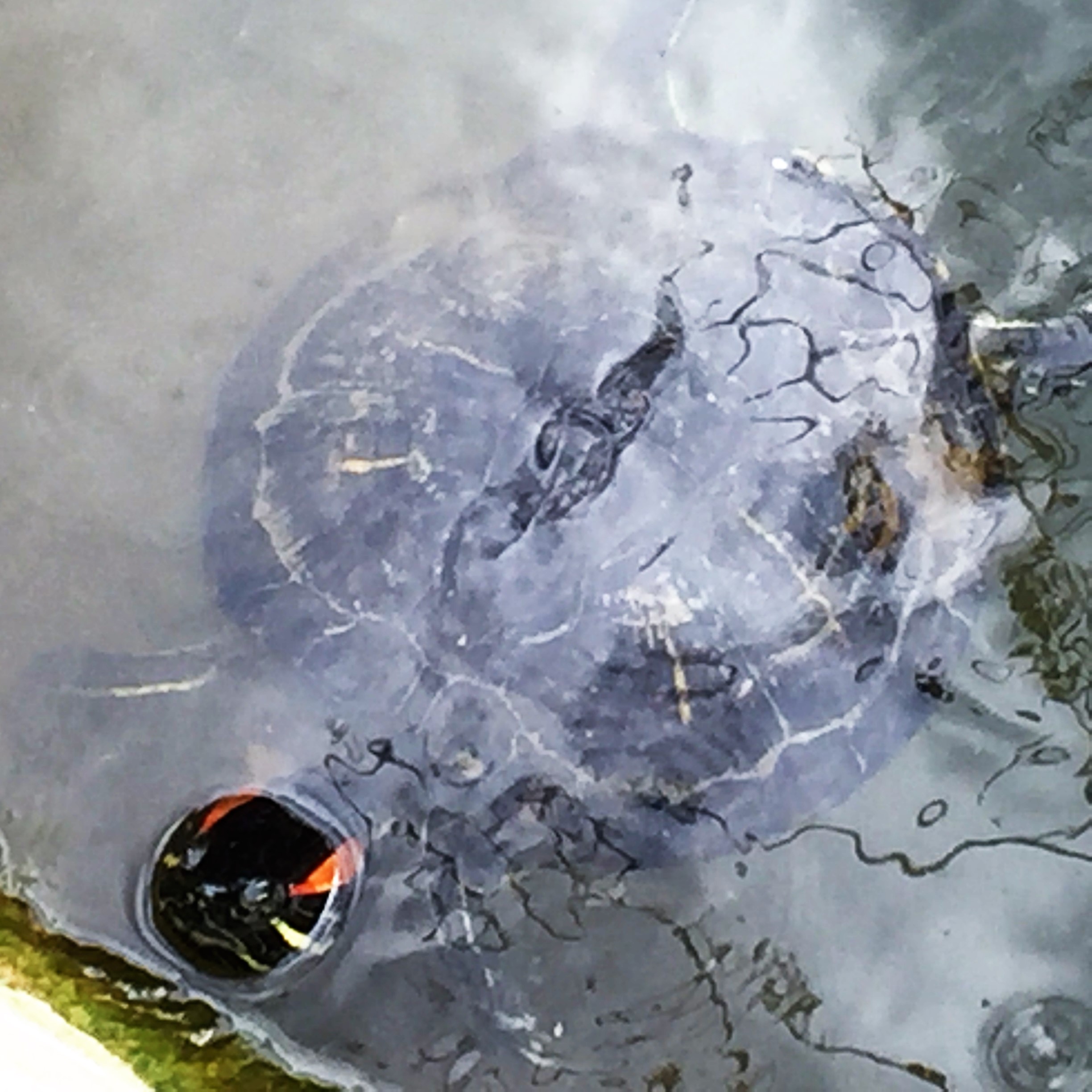 A Turtle’s a Turtle by Mel Rosenberg - מל רוזנברג - Ourboox.com
