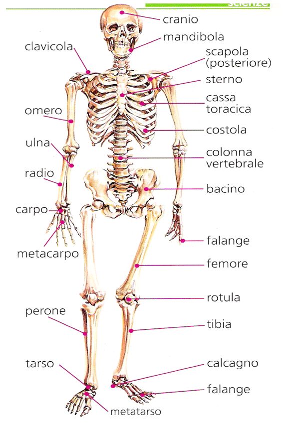 Il Fantastico CORPO UMANO (Antonio,Arshnoor,Alessandro) by Alice - Illustrated by Antonio e Arshnoor - Ourboox.com