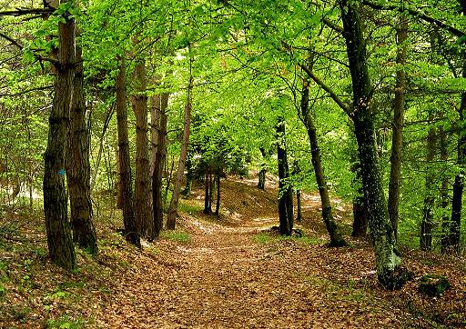 Gli alberi in stagione by Vittoria Volterrani - Illustrated by Davide,Gloria,Andrea e Beatrice - Ourboox.com