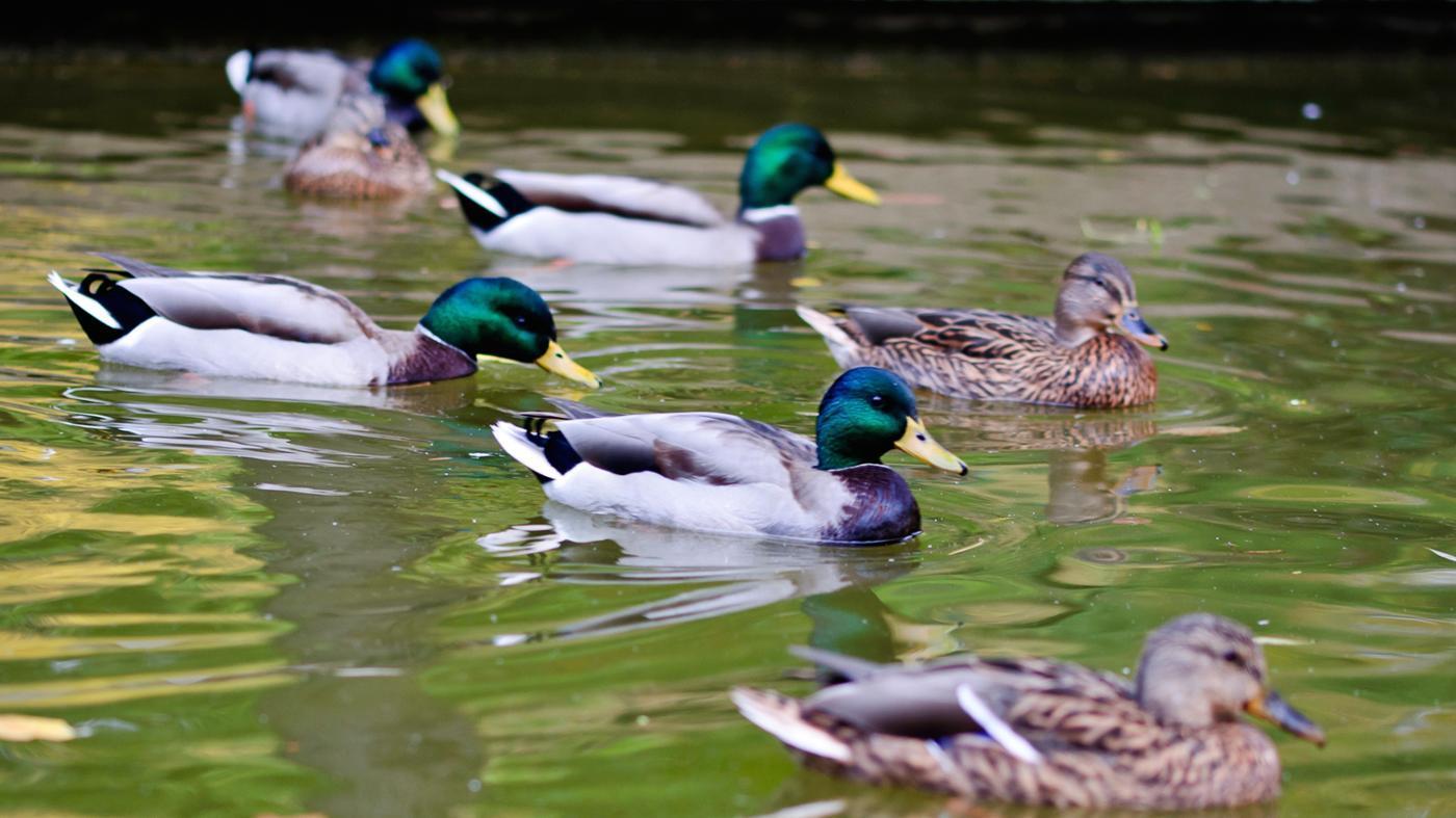 One Legged Duck Ourboox