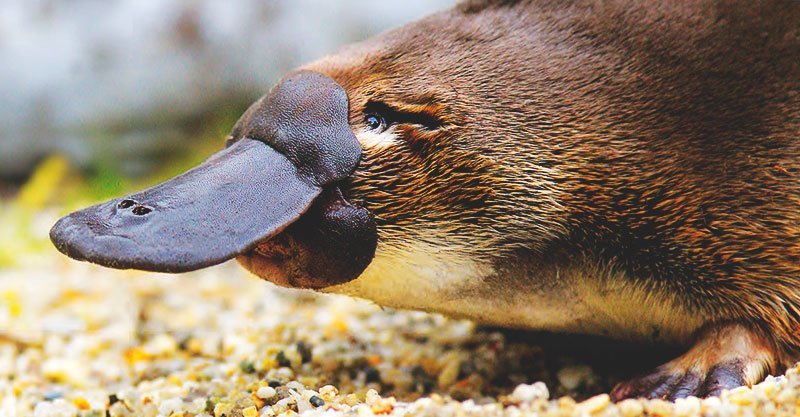 KAI THE DUCKBILL - Ourboox