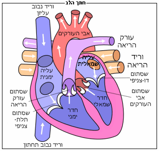 מדעים by reem kadi - Ourboox.com