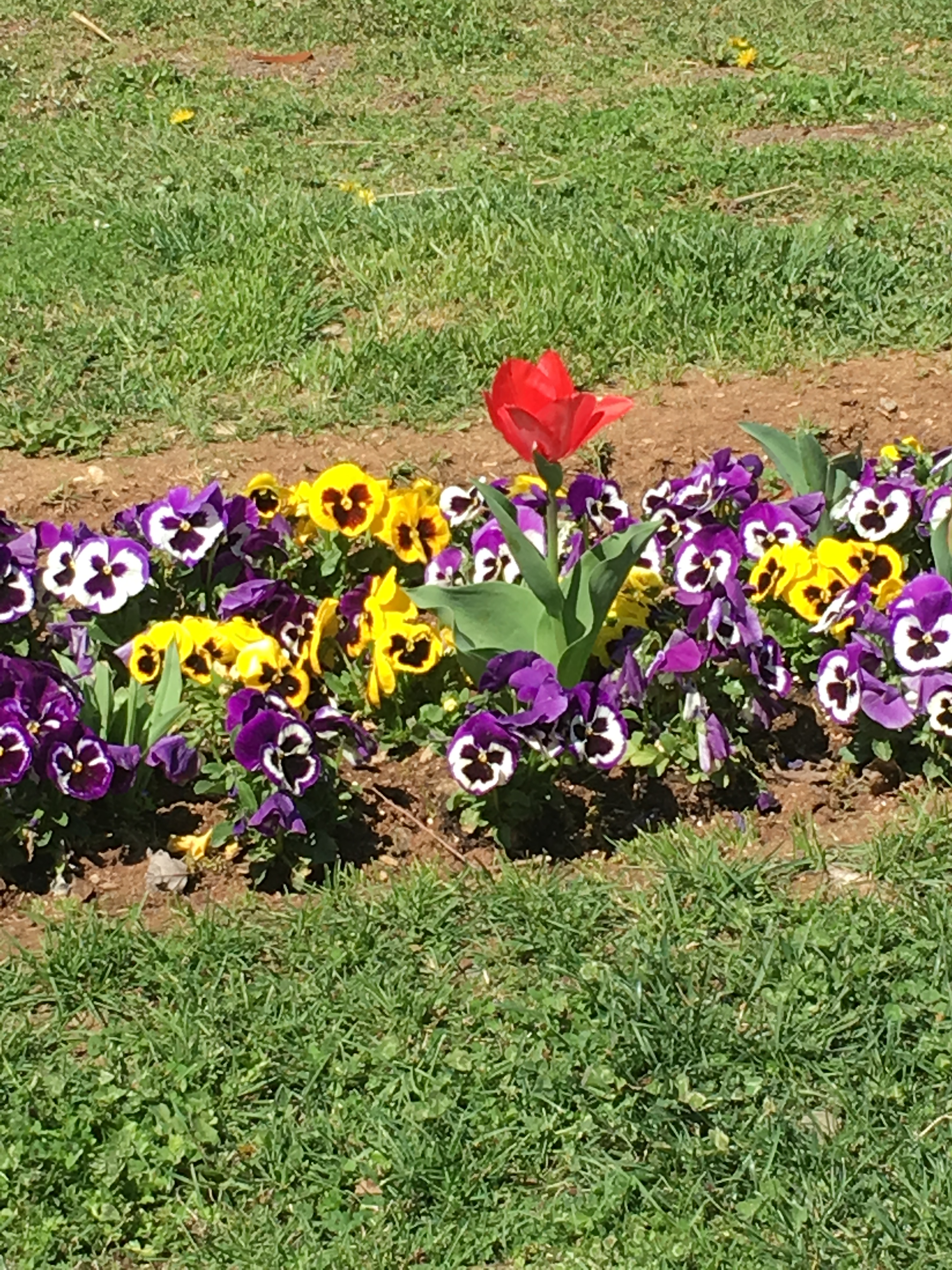 Spring in Thessaloniki And in my heart🌹🌸🌺🌷 Άνοιξη στη Θεσσαλονίκη και στην καρδιά μου by Shuli Sapir-Nevo Photo and Motto - Illustrated by shulamit SAPIR-NEVO - Ourboox.com