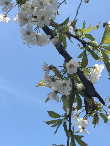 Spring in Thessaloniki And in my heart🌹🌸🌺🌷 Άνοιξη στη Θεσσαλονίκη και στην καρδιά μου by Shuli Sapir-Nevo Photo and Motto - Illustrated by shulamit SAPIR-NEVO - Ourboox.com Spring in Thessaloniki And in my heart🌹🌸🌺🌷 Άνοιξη στη Θεσσαλονίκη και στην καρδιά μου by Shuli Sapir-Nevo Photo and Motto - Illustrated by shulamit SAPIR-NEVO - Ourboox.com