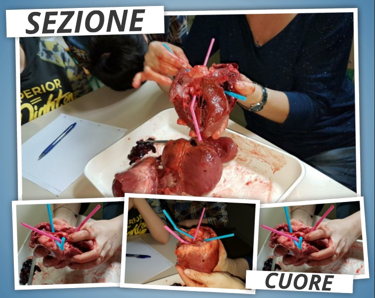 Esperimento Osso Di Pollo Nell Aceto