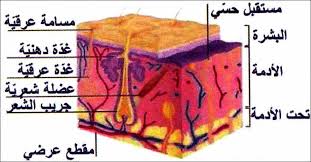 التعفن الجرثومي by SIWAR - Illustrated by SIWAR BOUKHILLI - Ourboox.com