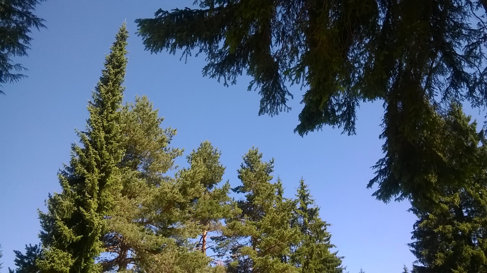 небо и врхови дрвећа