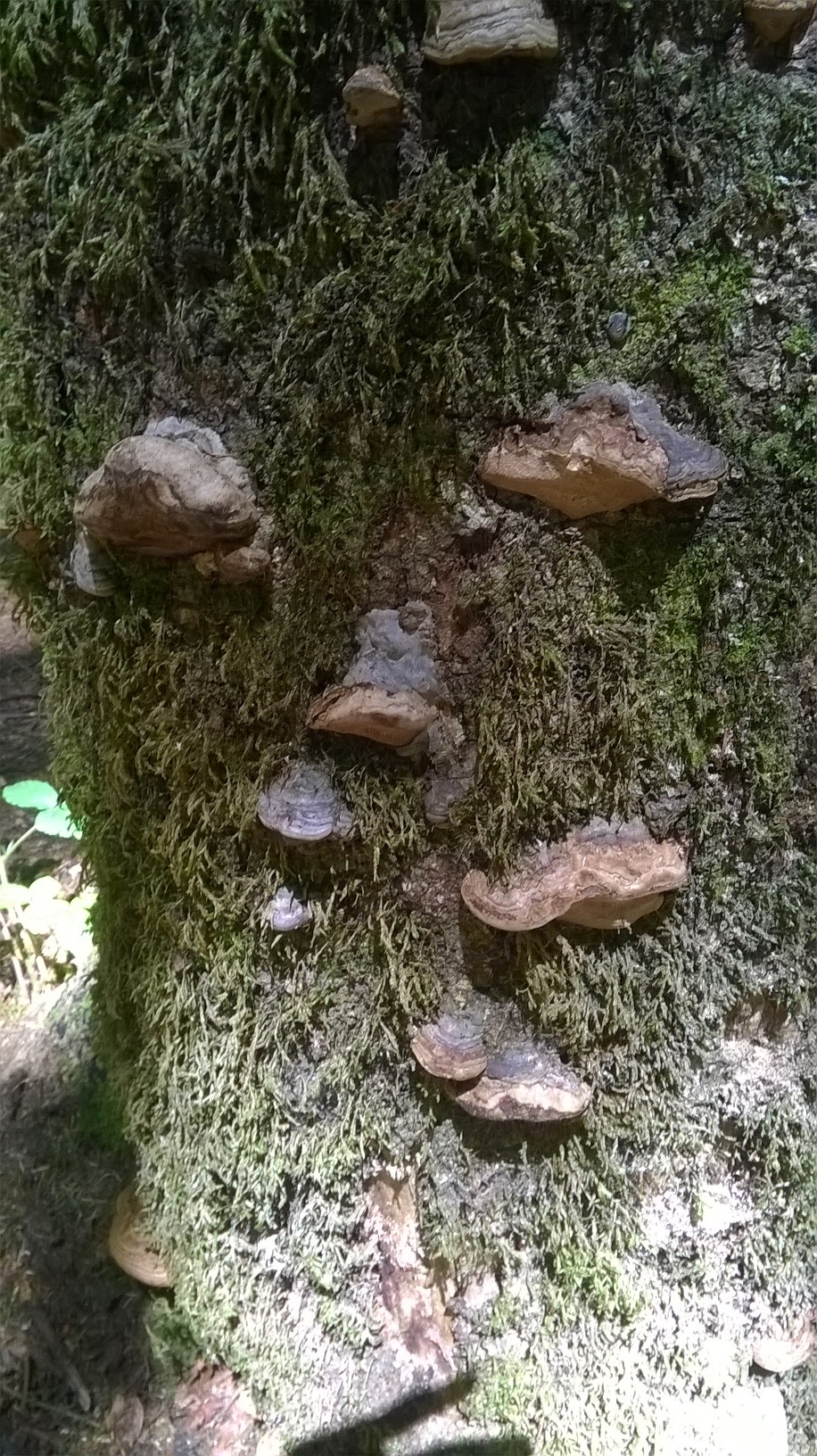 стабло са печуркама
