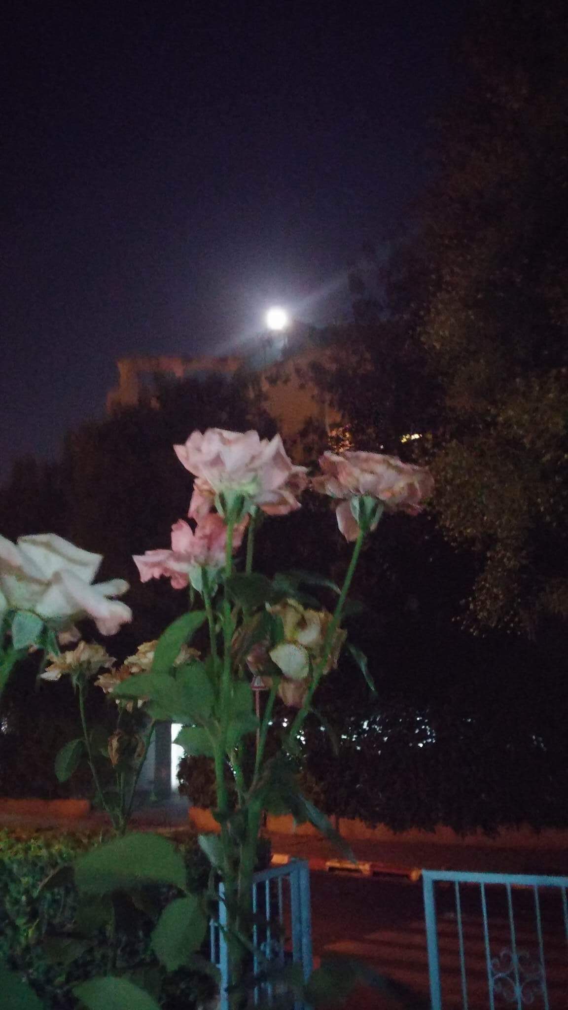 לכתוב ולצייר ירח שירים- שולמית ספיר-נבו 🌙 😊 🌛😍 ציורים וצילומים- אירית סלע גבורי by Shulamit Sapir-Nevo - Illustrated by אירית סלע גבורי - Ourboox.com
