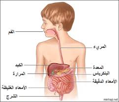 اجهزة جسم الانسان Ourboox
