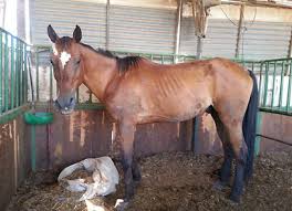 תוצאת תמונה עבור השייח הפיקח מוציא לאור משפט