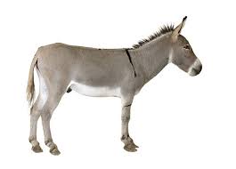 my donkey by sally abomokh - Illustrated by hgd - Ourboox.com