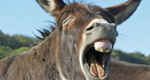 my donkey by sally abomokh - Illustrated by hgd - Ourboox.com