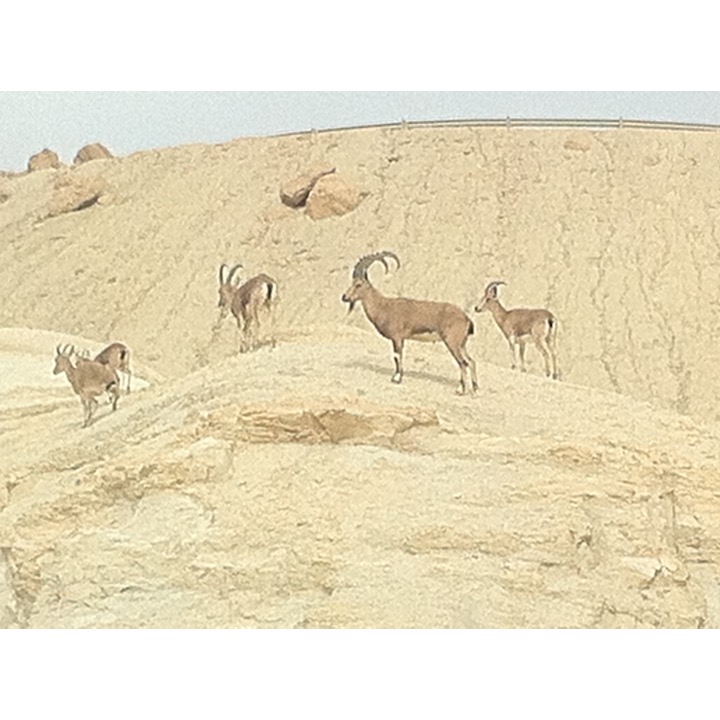 # 224 – The Negev by Stephen Pohlmann - Ourboox.com