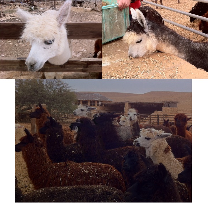 # 224 – The Negev by Stephen Pohlmann - Ourboox.com