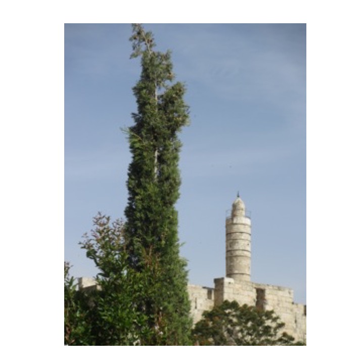 # 233 – Day in Jerusalem by Stephen Pohlmann - Ourboox.com