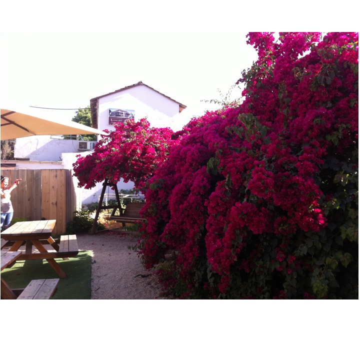# 231 – Bougainvillea & Benji by Stephen Pohlmann - Ourboox.com