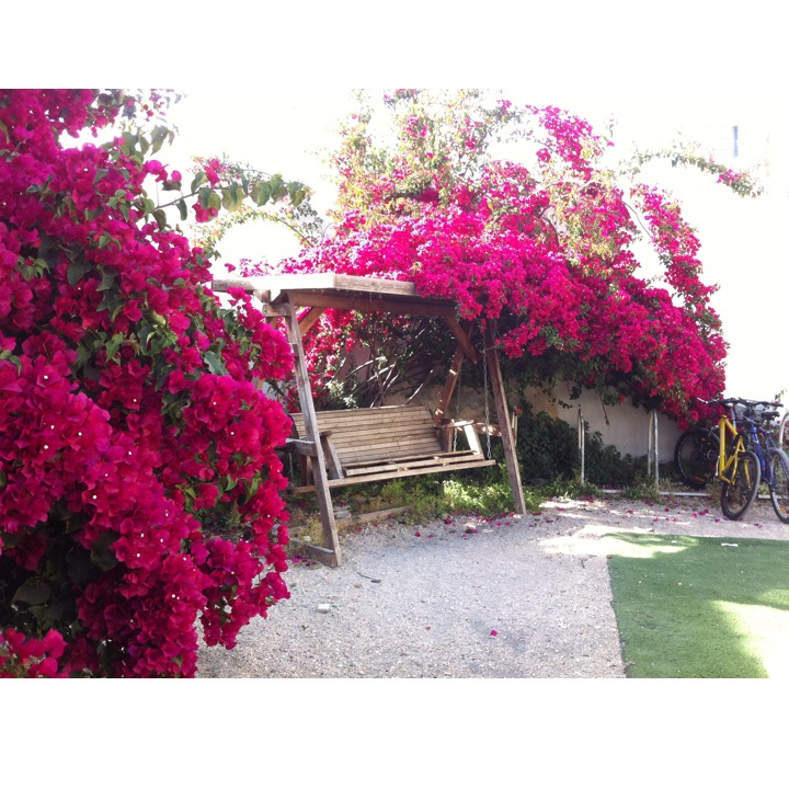 # 231 – Bougainvillea & Benji by Stephen Pohlmann - Ourboox.com
